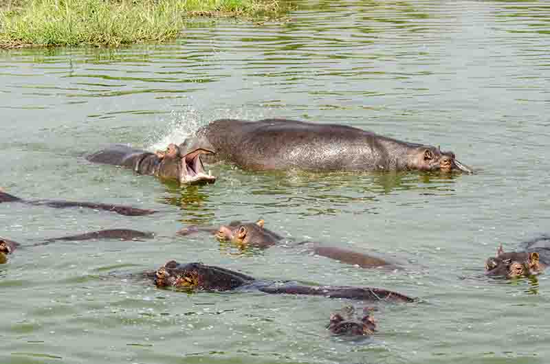 99 - Hipopotamos - parque nacional Queen Elizabeth - Uganda